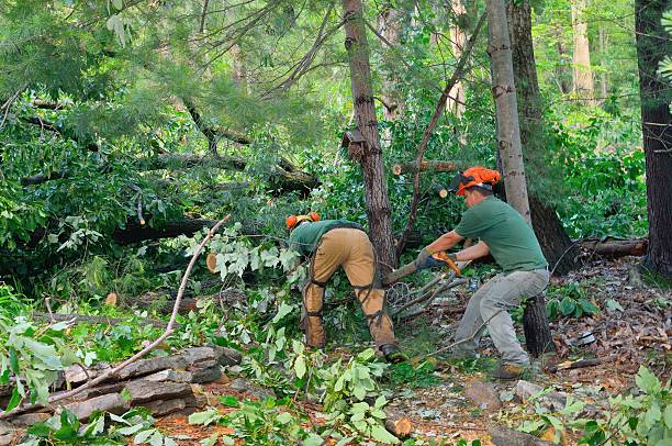 Tree Root Removal in Cohasset, MN